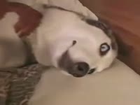 Dalmatian is a perfect choice for anal bestiality